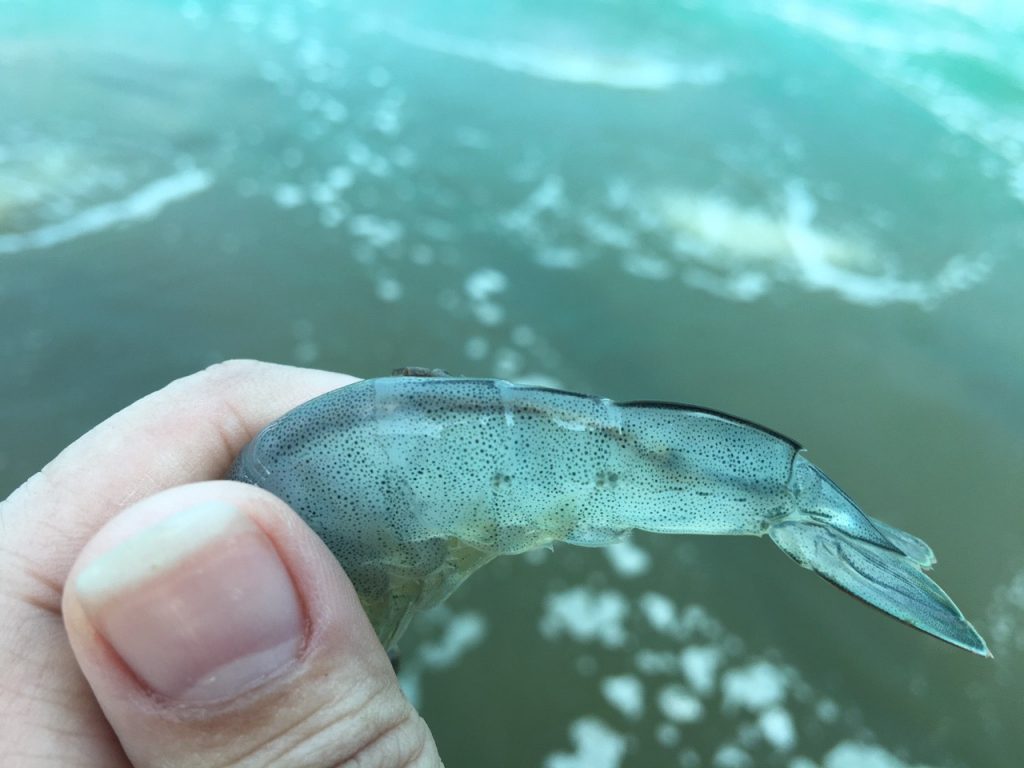 Trị phân trắng trên tôm: tôm thẻ, tôm sú... Dịch cao tỏi đen - 2