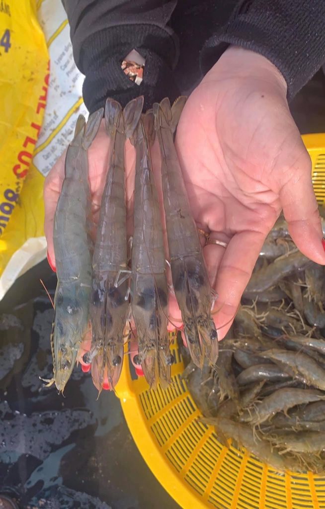 Bí quyết nuôi tôm thành công