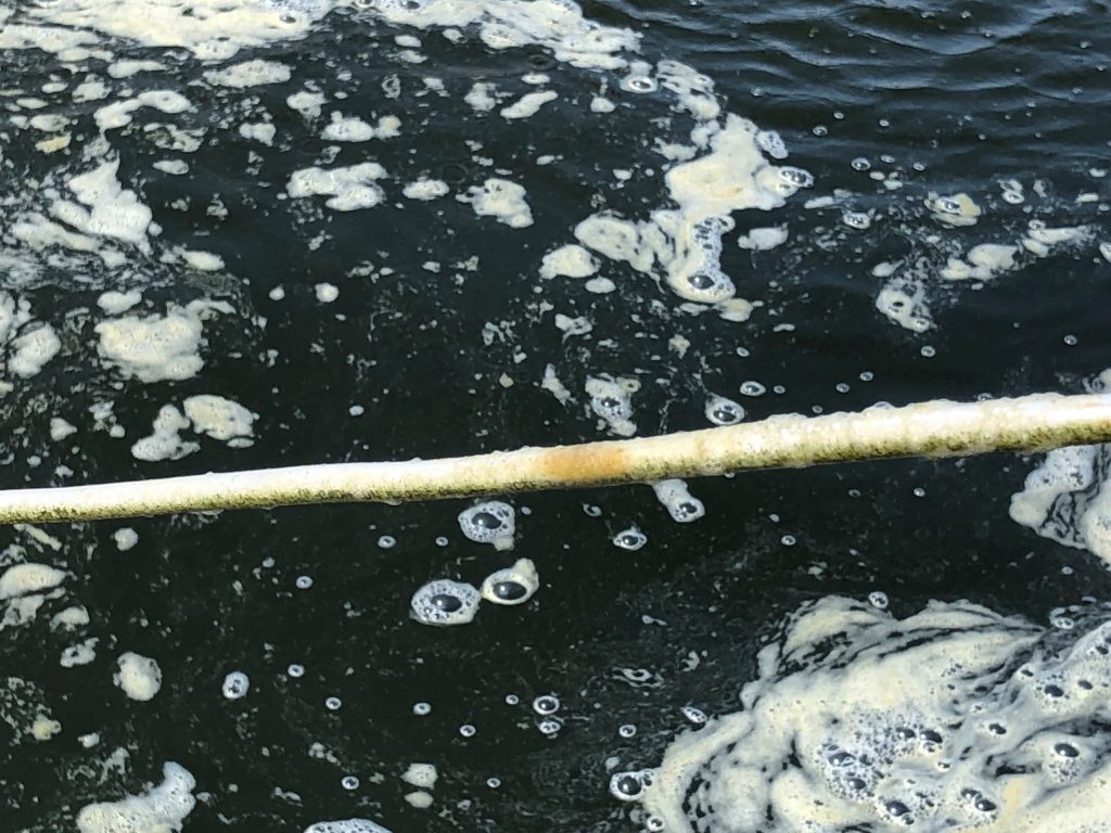 Diệt nấm chân chó (nấm đồng tiền) trong ao đang nuôi tôm - ảnh 4