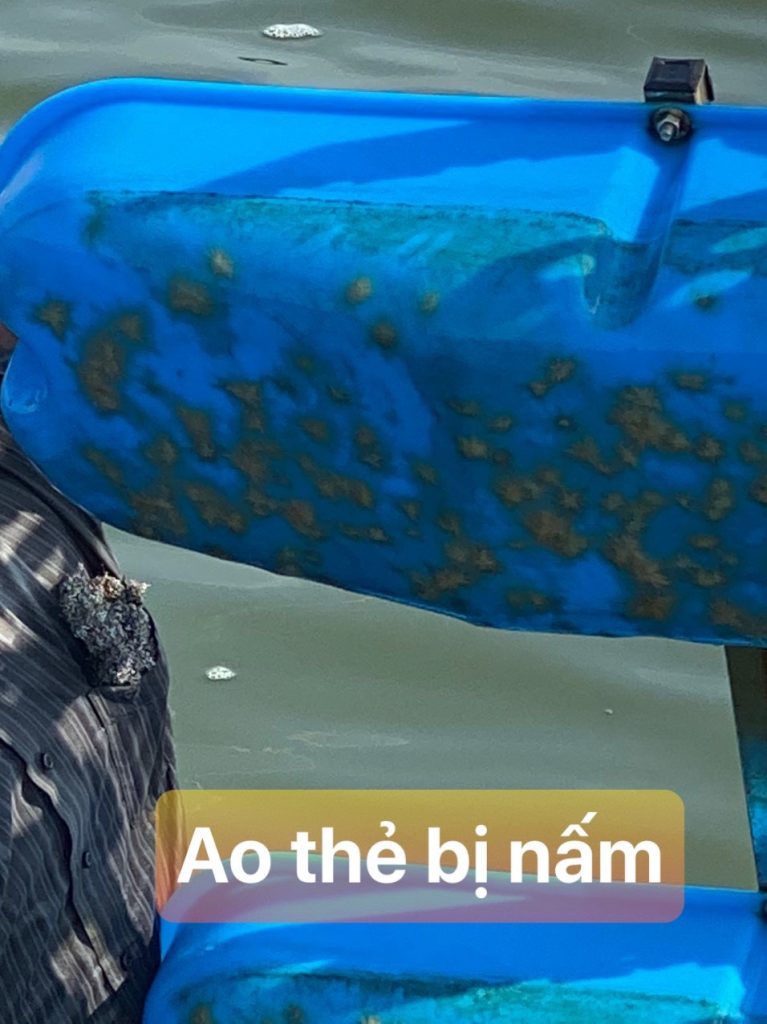 Diệt nấm chân chó (nấm đồng tiền) trong ao đang nuôi tôm - ảnh 4