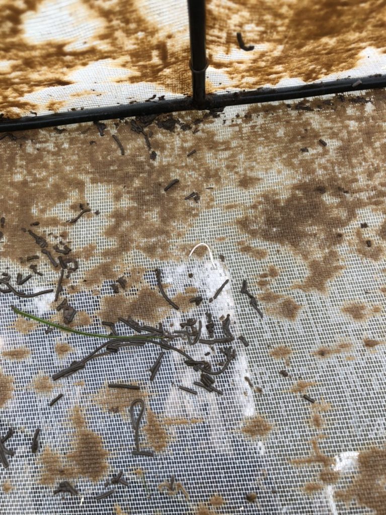 Diệt nấm chân chó (nấm đồng tiền) trong ao đang nuôi tôm - ảnh 2