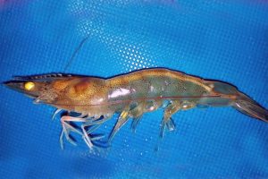 Phát hiện bệnh trên tôm