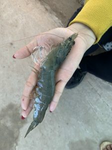 Cong thân đục cơ