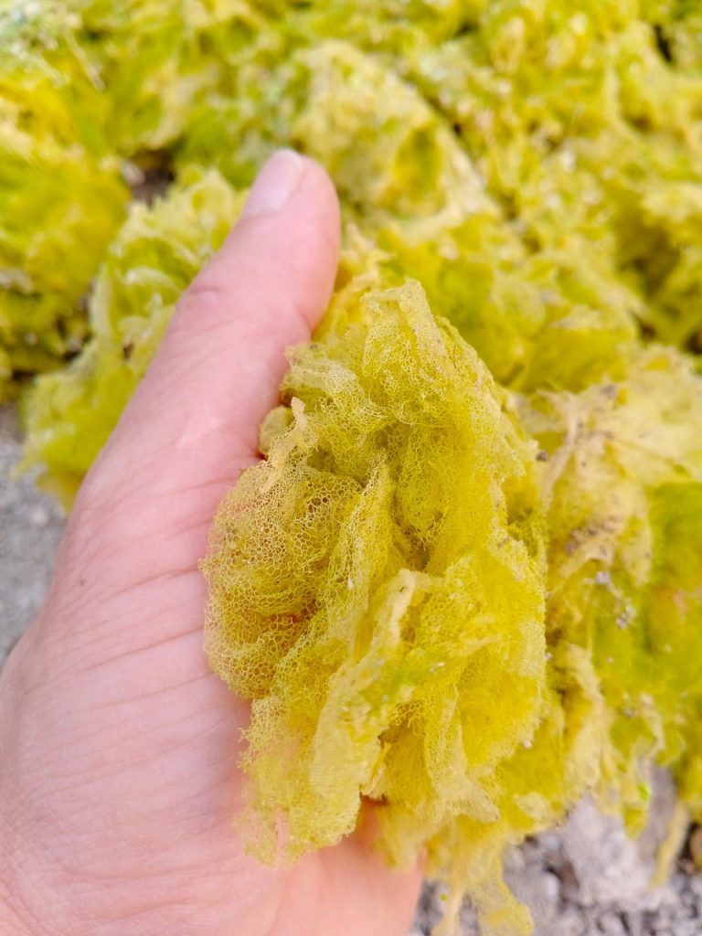 Tảo Lam, Tảo độc ao tôm, cách diệt tảo lam, tảo độc đúng cách nhất - ảnh 4