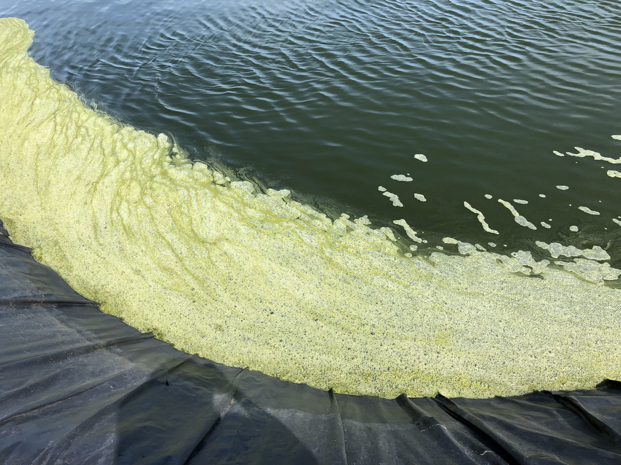 Tảo Lam, Tảo Độc ao tôm - Cách diệt tảo lam, diệt tảo độc bằng vi sinh cắt tảo