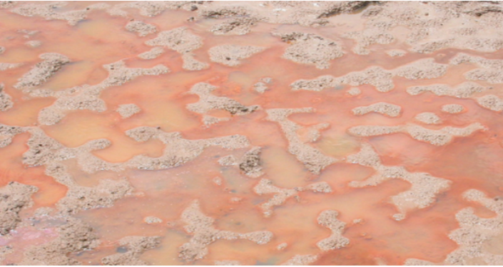 kHỬ PHÈN AO NUÔI TÔM