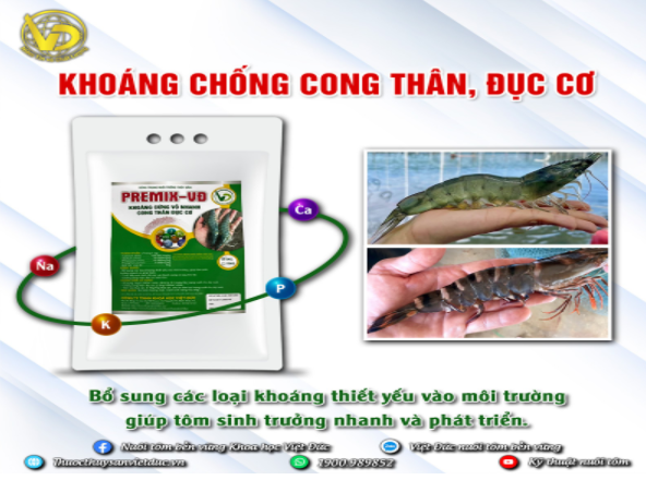 cÁCH XỬ LÝ PHÈN AO TÔM