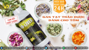 Bảo vệ gan nuôi tôm công nghiệp