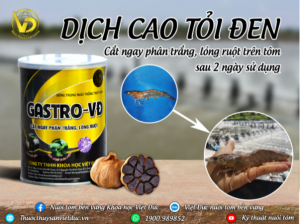 Bảo vệ hệ tiêu hóa dịch cao toi đen