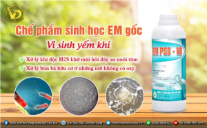 vi sinh xử lý ao thiếu oxy
