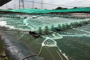 Cách tăng kiềm trong ao nuôi tôm