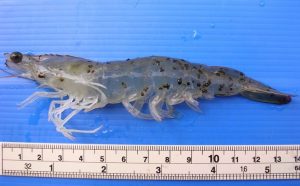 Cách điều trị bệnh đốm đen