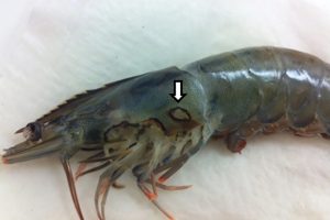 Bệnh ký sinh trùng trên tôm