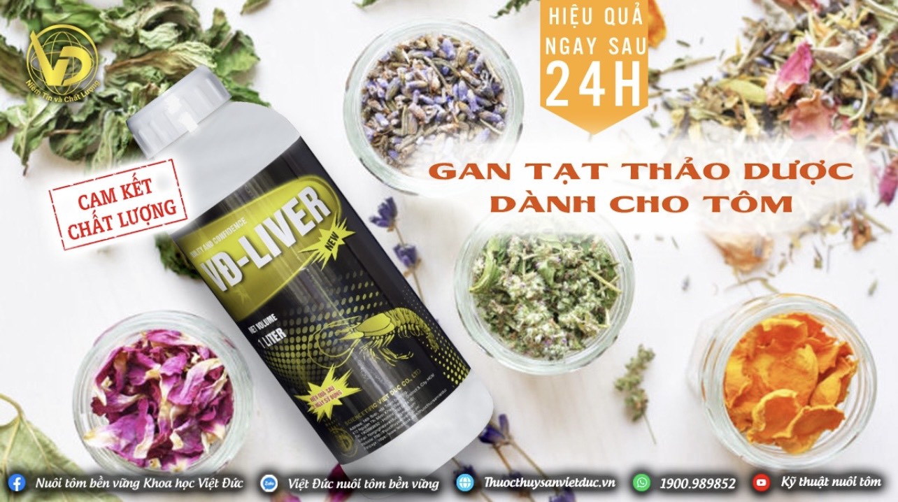 THẢO DƯỢC TRỊ GAN TÔM